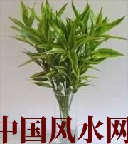 舒兰十二生肖养什么植物最旺财运？你知道吗！